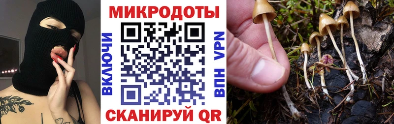 где продают наркотики  Данилов  Галлюциногенные грибы Cubensis 